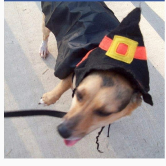 Witch dog costume - Picture 4 of 4